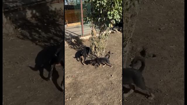 История Кая, Герды, Тумана, Сэма (4 с кладбища)
#помощьбездомнымживотным #непокупайприюти #семья