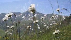KVAVILEBIS KVEKANA - МУЗЫКА М.Чиринашвили. Квартет GEORGIA