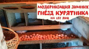 Курятник на даче. Зимние гнёзда для яйценоскости на 150 яиц: модернизация