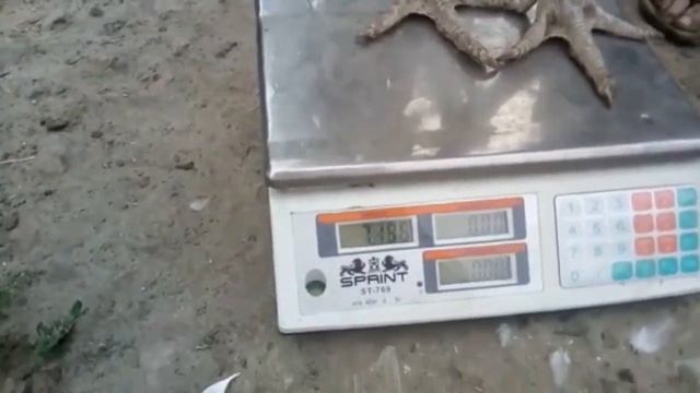 Вес индейки и красного бройлера смотреть онлайн