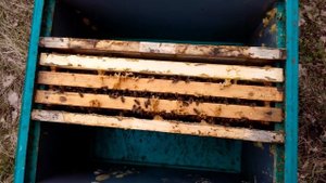 Как ускорить развитие слабых отводков.