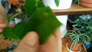 Зеленое мыло против вредителей комнатных растений. //Green soap for plants.//