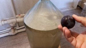 Ставим бражку из алычи.