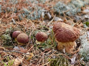 Поход за боровиками. Белые грибы соснового бора