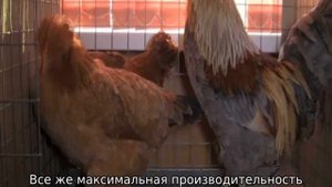 Куры Доминант