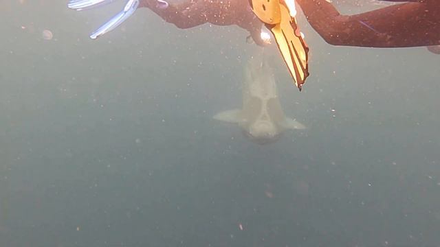 Basking Shark's in Kilkee 2021 смотреть онлайн