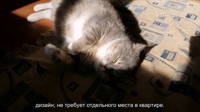 Как выбрать домик для кошки?