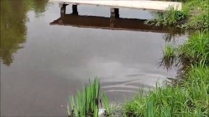 Ловля карпа на пикер с фидерной оснасткой инлайн. Верхний пруд. Клёвое место лосиный остров