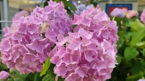 12.06.2023. Прогулка по городу Сочи. Часть 4.