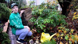 Готовим рододендрон к зиме правильно! Обязательно: поздний полив и укрытие!