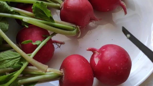 Вот такой редис АЛЕШКА вырос у меня из рассады смотреть онлайн