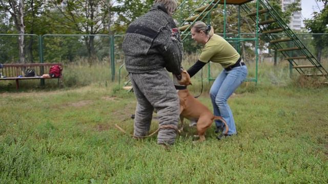 Amstaff protection dog training 1 смотреть онлайн