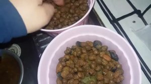 Огурцы на гидропонике (часть 1)