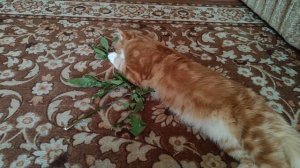 Бодя играет