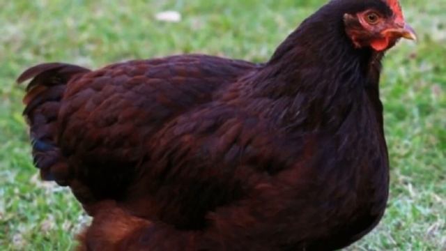 Разведение породы кур Род-Айленд как бизнес идея | Птицеводство | Куры Род-Айленд смотреть онлайн