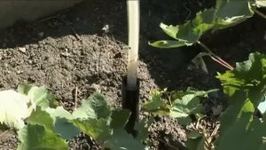 Полив винограда  Как поливать виноград