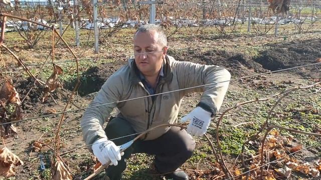 Показал соседке, как правильно обрезать виноград. смотреть онлайн