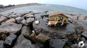 Storm, rain and waves on the cat island. | Adorable Paws