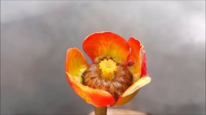 Nuphar japonica (Кубышка японская), водные растения, пруд, кубышки