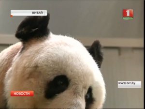 Панда-старожил скоро побьёт мировой рекорд
