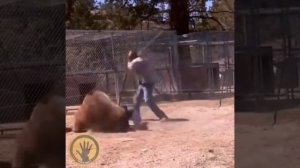 Медведь гризли напал на ассистента