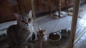 Уход за беременной кошкой