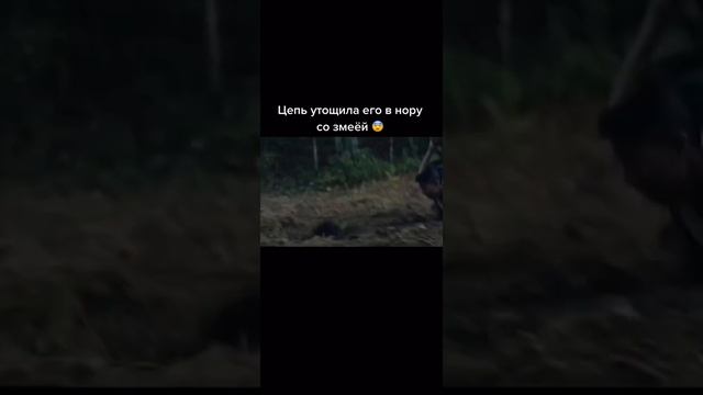 Цепь утощила его в нору со змеёй #кино #топ #shorts смотреть онлайн