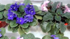 Коллекция фиалок. Синполии.