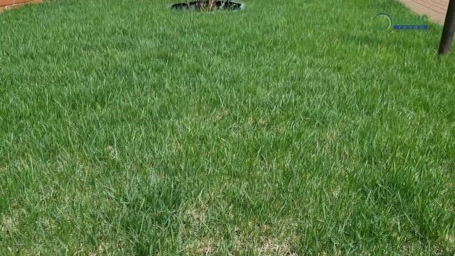 Можно ли проложить автоматический полив уже по готовому газону? смотреть онлайн