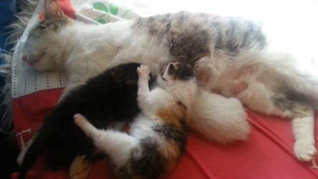 Новорожденные котята спят. Кошка кормит котят. Мама прекрасной Доченьки! Дзен