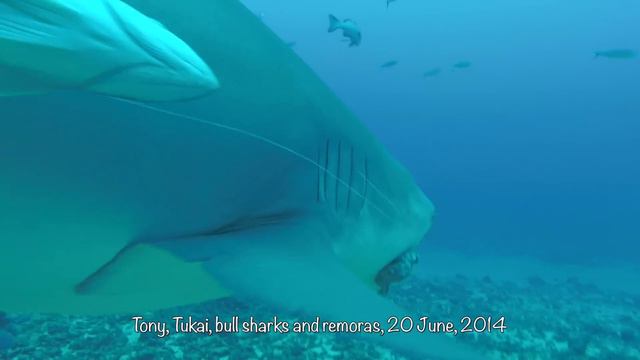 Remoras Sharks Divers | Fiji Beqa Lagoon | Africa Aliwal Shoal Protea Banks смотреть онлайн