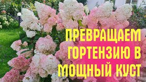 Гортензия будет мощной, с ОГРОМНЫМИ ЦВЕТАМИ. Летняя подкормка и уход