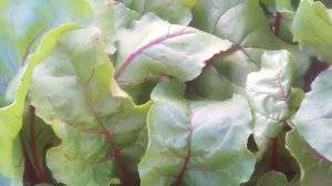 Когда убирать урожай свеклы с грядки?