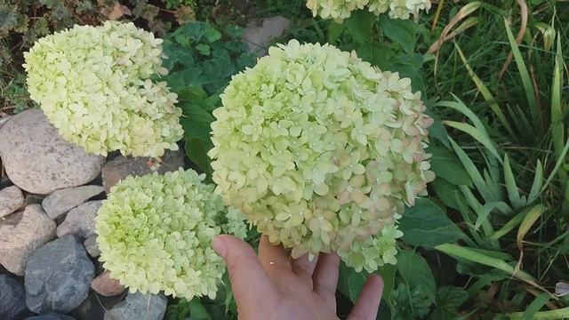 Гортензии в моём саду на 22 августа 2019г смотреть онлайн