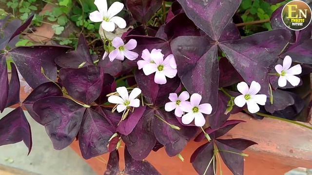 Oxalis Trangularis Purple Shamrock Butterfly Oxalis Love Plant Oxalis Ki Dekhbhal Kaise Karen