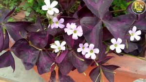 Oxalis Trangularis| Purple Shamrock| Butterfly Oxalis| Love Plant| Oxalis Ki Dekhbhal Kaise Karen|