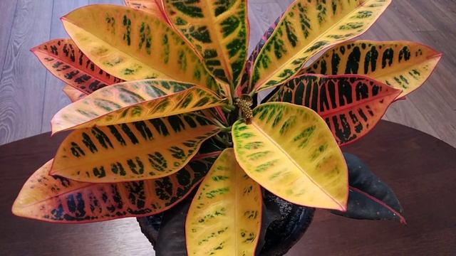 Кротон как за ним ухаживать.