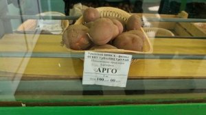 Где купить семенной картофель огородникам в Свердловской области. Сорта Российской селекции