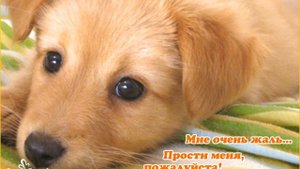 Мне очень жаль... Прости меня, пожалуйста!