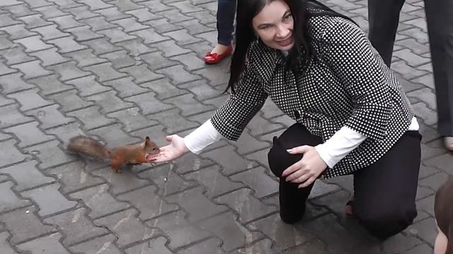 Белка ест орехи - A squirrel eating nuts смотреть онлайн