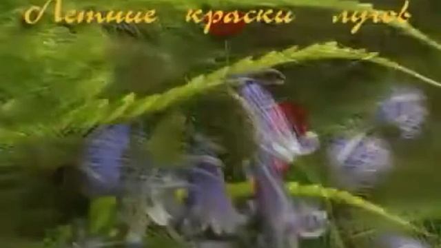 200000812-SP Сказочной ночи, сладких снов (0.32) смотреть онлайн