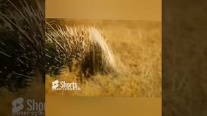 ЧУТЬ ЧТО - ИГЛОЙ В НОС