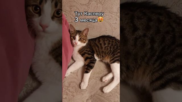 Как вырос Каспер смотреть онлайн