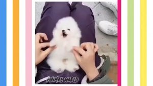 Шпицы / Самые смешные и милые видео с собаками / Подборка видео