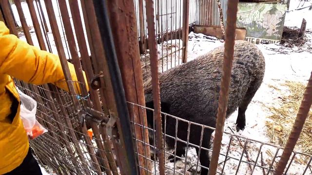 Поход на ЗВЕРОФЕРМУ / АНЯ с Яной вместе с родителями смотрят на зверей VLOG влог смотреть онлайн