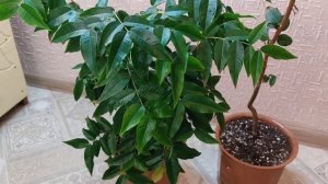 Джаботикаба, Жаботикаба. Выращивание в комнатных условиях. Jaboticaba, Plinia