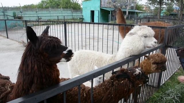 Очаровательная альпака Меган смотреть онлайн