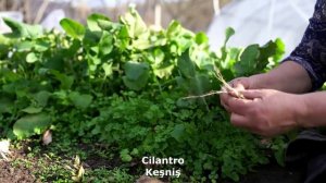 Приготовление рыбы Форель Азербайджанская Кухня Деревенская Кухня  Рецепты