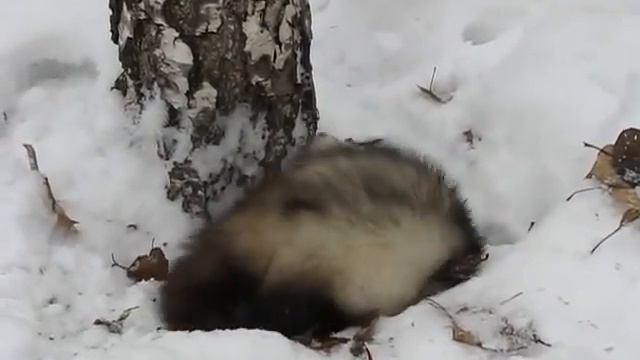 кирепрошкобелка