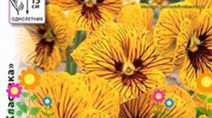 Виола гибридная Глаза тигра. Краткий обзор, описание характеристик víola × wittrockiána Tiger Eye